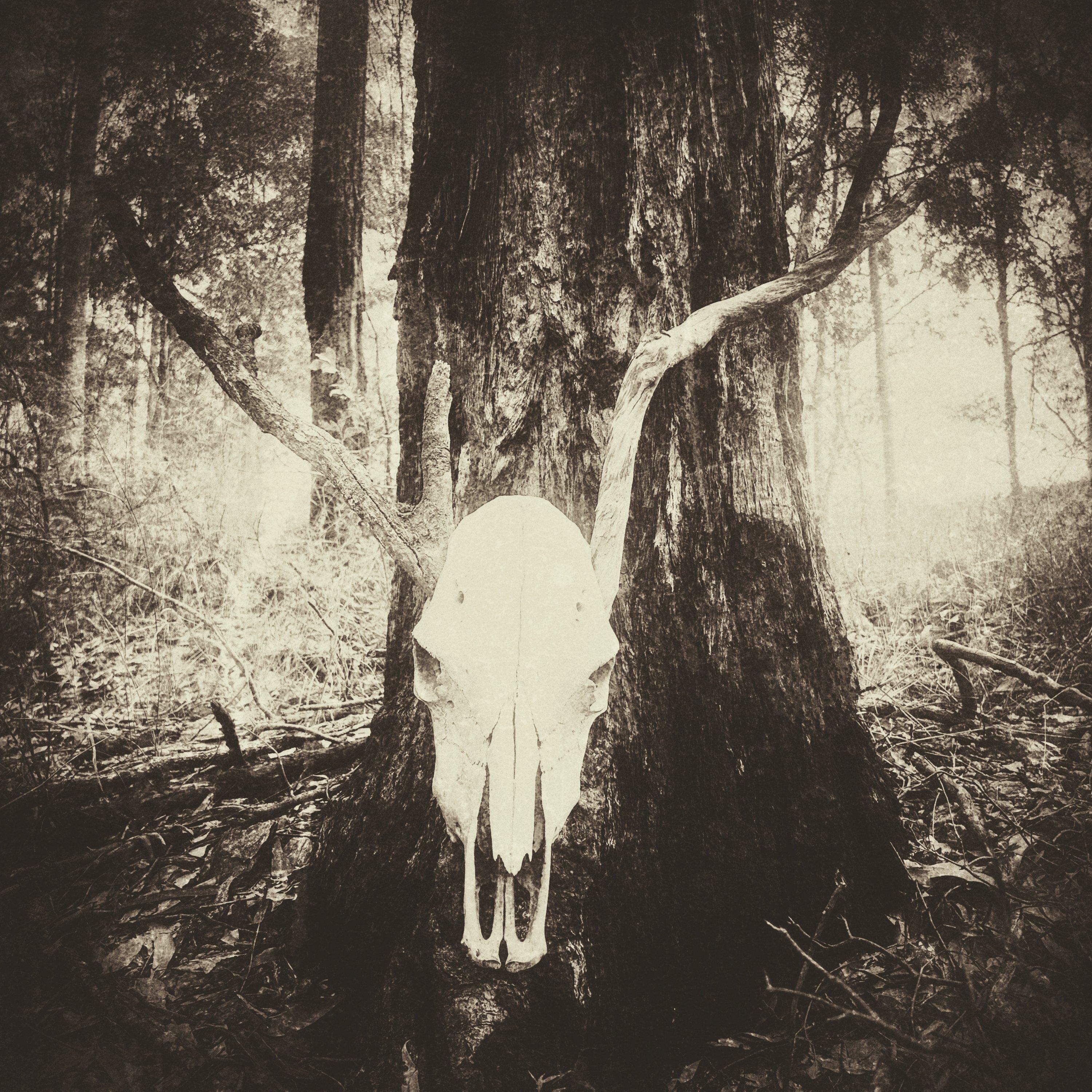 Dead Head Redemption artwork 1